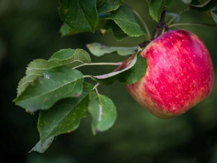 Ekspert: odmiany jabłek trzeba dostosować do gustów konsumentów